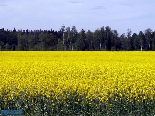 Kliknite pre zobrazenie veľkého obrázka